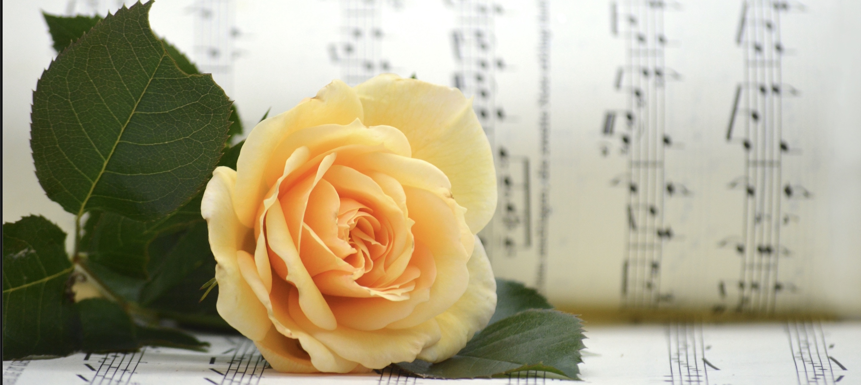 Song Writer logo